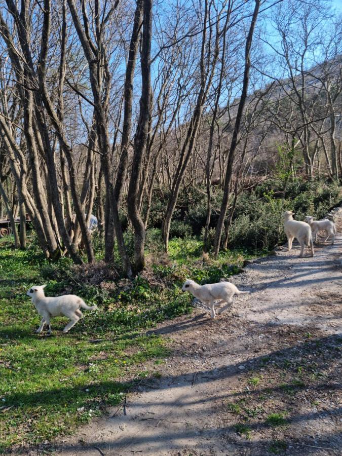 Wolf & Sheep Nature & Adventure Podgorica Eksteriør bilde